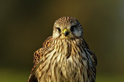 BUITEN BEELD Foto: 49954