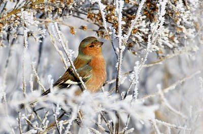 BUITEN BEELD Foto: 49983