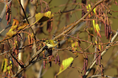 BUITEN BEELD Foto: 49985