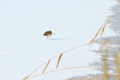 BUITEN BEELD Foto: 49993
