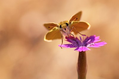 BUITEN BEELD Foto: 50000