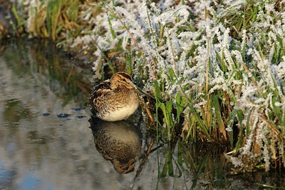 BUITEN BEELD Foto: 50006