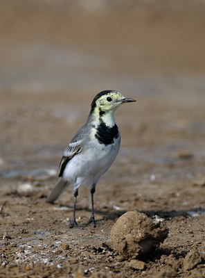 BUITEN BEELD Foto: 50026