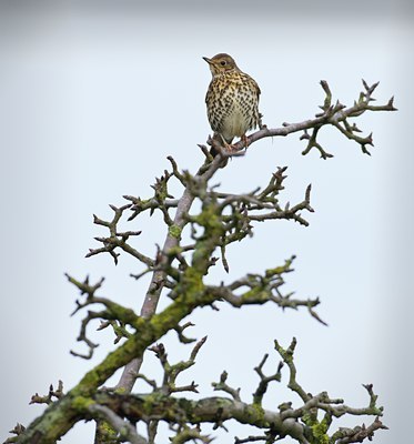 BUITEN BEELD Foto: 50033