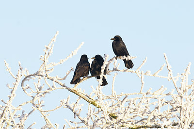 BUITEN BEELD Foto: 50036