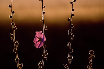 BUITEN BEELD Foto: 50051