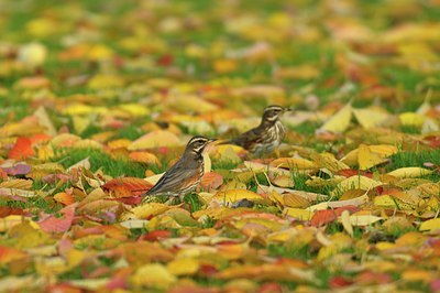 BUITEN BEELD Foto: 50060