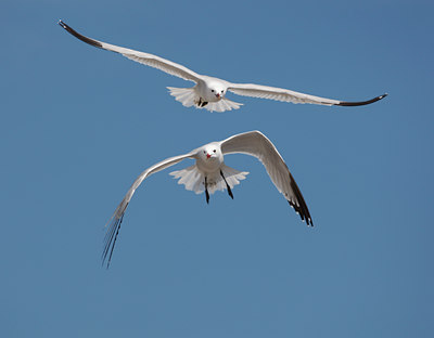 BUITEN BEELD Foto: 50084