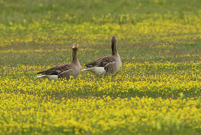 BUITEN BEELD Foto: 50103