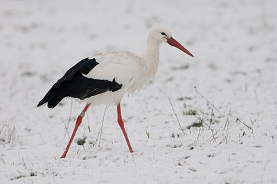 BUITEN BEELD Foto: 50114