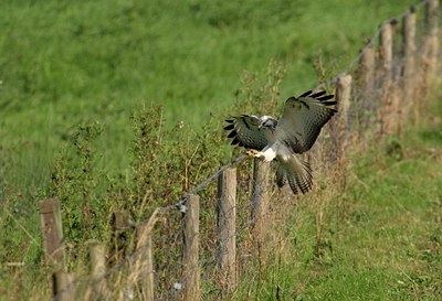 BUITEN BEELD Foto: 50160