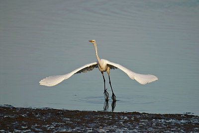 BUITEN BEELD Foto: 50187