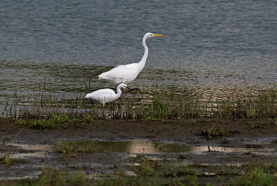 BUITEN BEELD Foto: 50190
