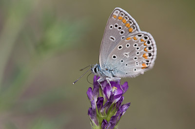 BUITEN BEELD Foto: 50194
