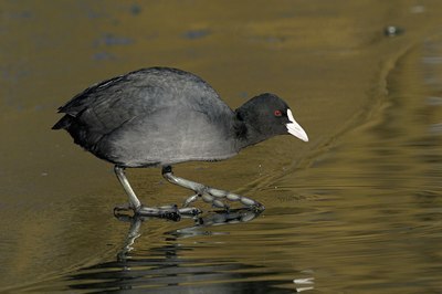 BUITEN BEELD Foto: 50266