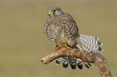 BUITEN BEELD Foto: 50278