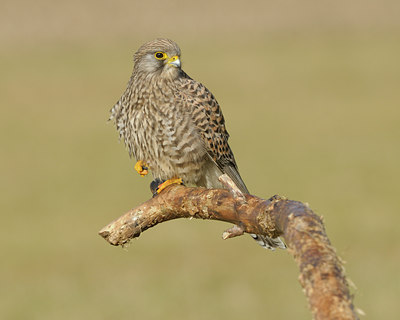BUITEN BEELD Foto: 50280