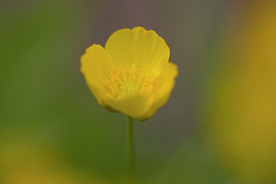 BUITEN BEELD Foto: 50290