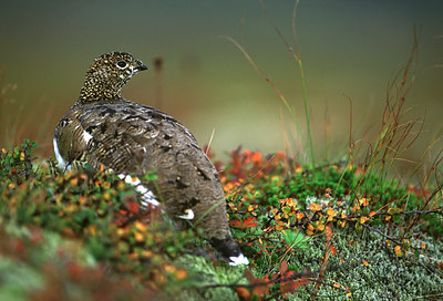 BUITEN BEELD Foto: 50301