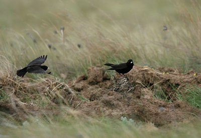 BUITEN BEELD Foto: 50304