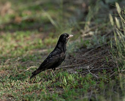 BUITEN BEELD Foto: 50305