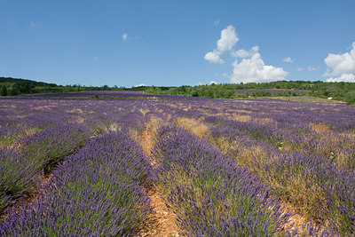 BUITEN BEELD Foto: 50307