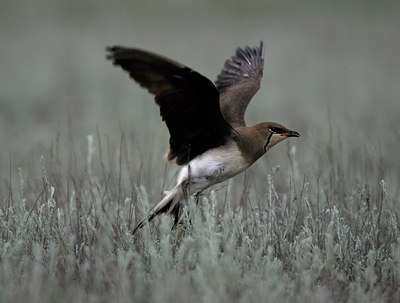 BUITEN BEELD Foto: 50310