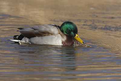 BUITEN BEELD Foto: 50316