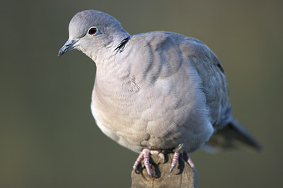 BUITEN BEELD Foto: 50339