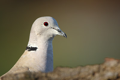 BUITEN BEELD Foto: 50349