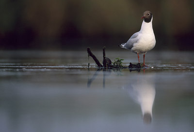 BUITEN BEELD Foto: 50366