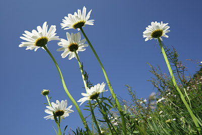 BUITEN BEELD Foto: 50378