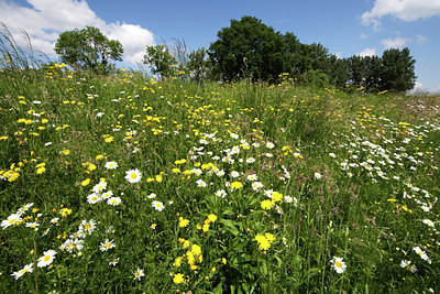 BUITEN BEELD Foto: 50388