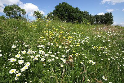 BUITEN BEELD Foto: 50395