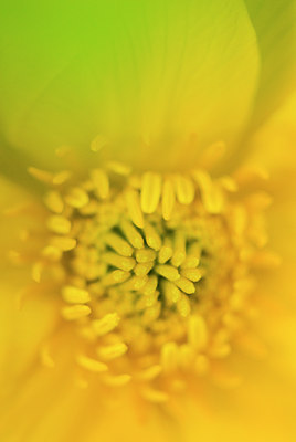 BUITEN BEELD Foto: 50421