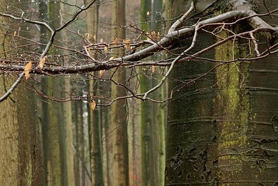 BUITEN BEELD Foto: 50464