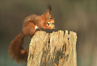 BUITEN BEELD Foto: 50476