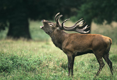 BUITEN BEELD Foto: 50487