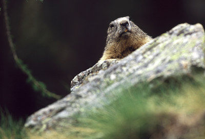 BUITEN BEELD Foto: 50499