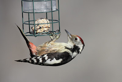 BUITEN BEELD Foto: 50509