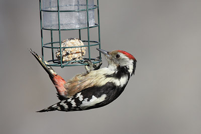 BUITEN BEELD Foto: 50512