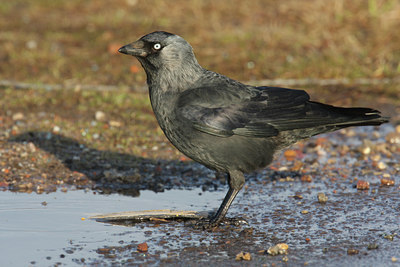 BUITEN BEELD Foto: 50532
