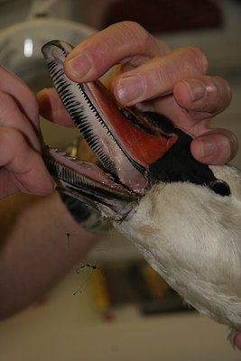 BUITEN BEELD Foto: 50536