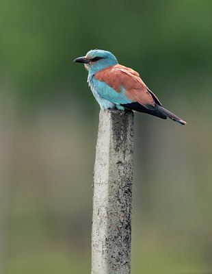 BUITEN BEELD Foto: 50539