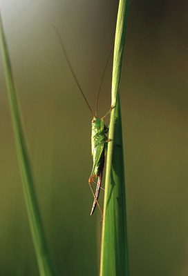 BUITEN BEELD Foto: 50551