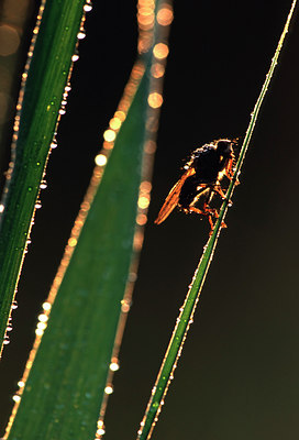 BUITEN BEELD Foto: 50554