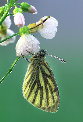 BUITEN BEELD Foto: 50557