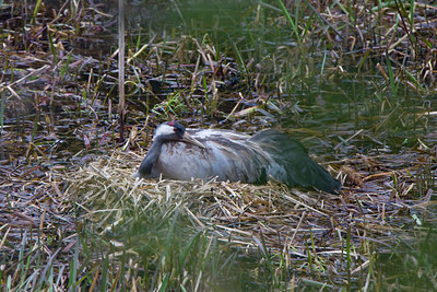 BUITEN BEELD Foto: 50558