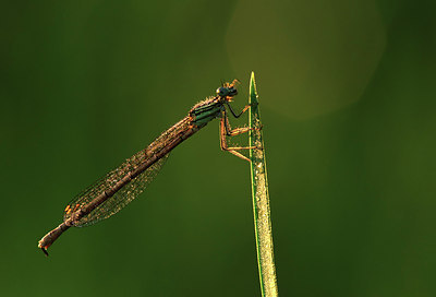 BUITEN BEELD Foto: 50566