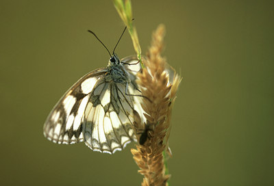 BUITEN BEELD Foto: 50620